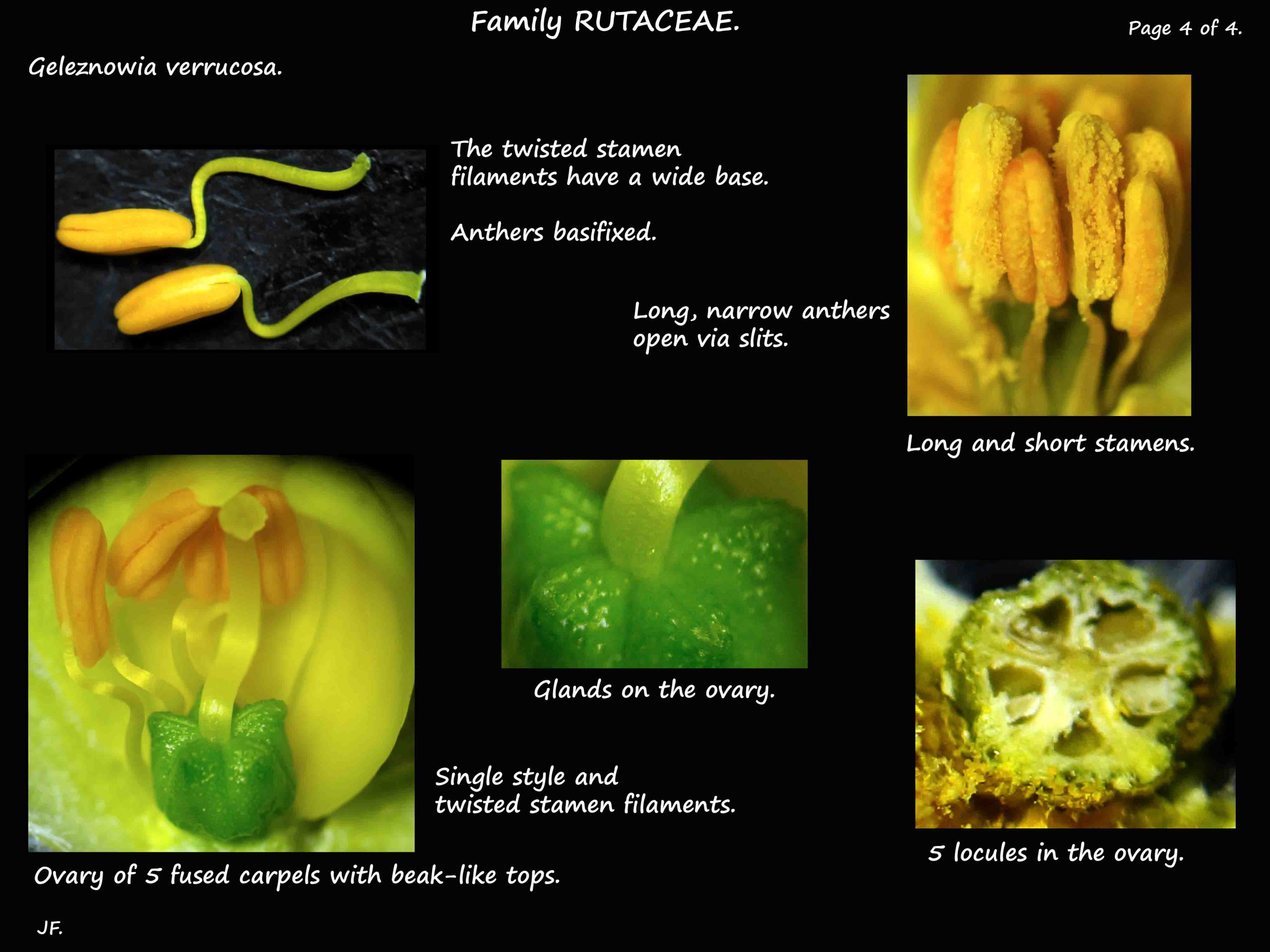 4 Stamens & ovary of Geleznowia verrucosa